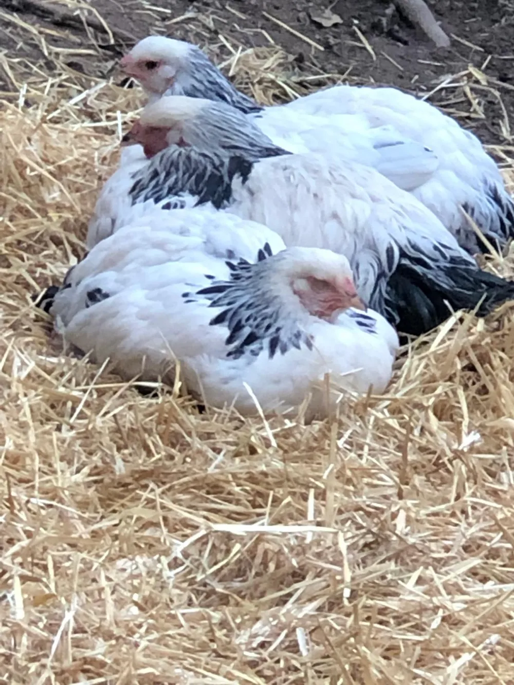 Free-range hens at The Blue Boar Inn that supply the kitchen's eggs