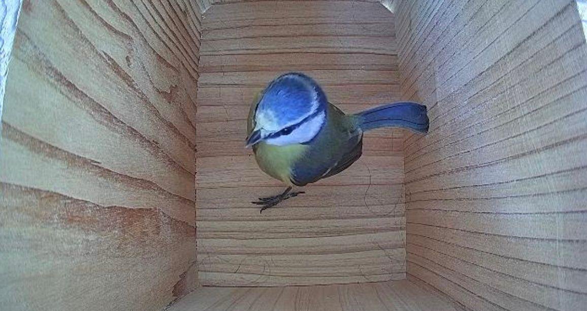 A blue tit inside a wooden nest box in the garden