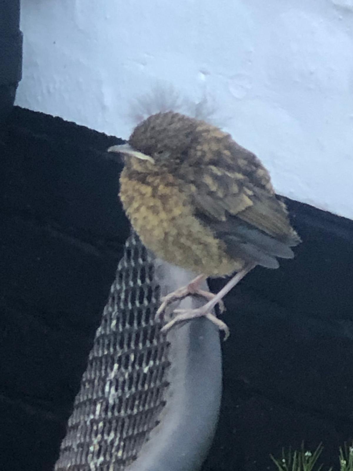 A young fledgling bird perched near the inn