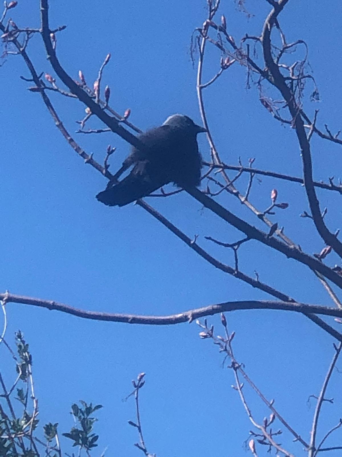 A jackdaw perched among bare branches against a bright blue Norfolk sky