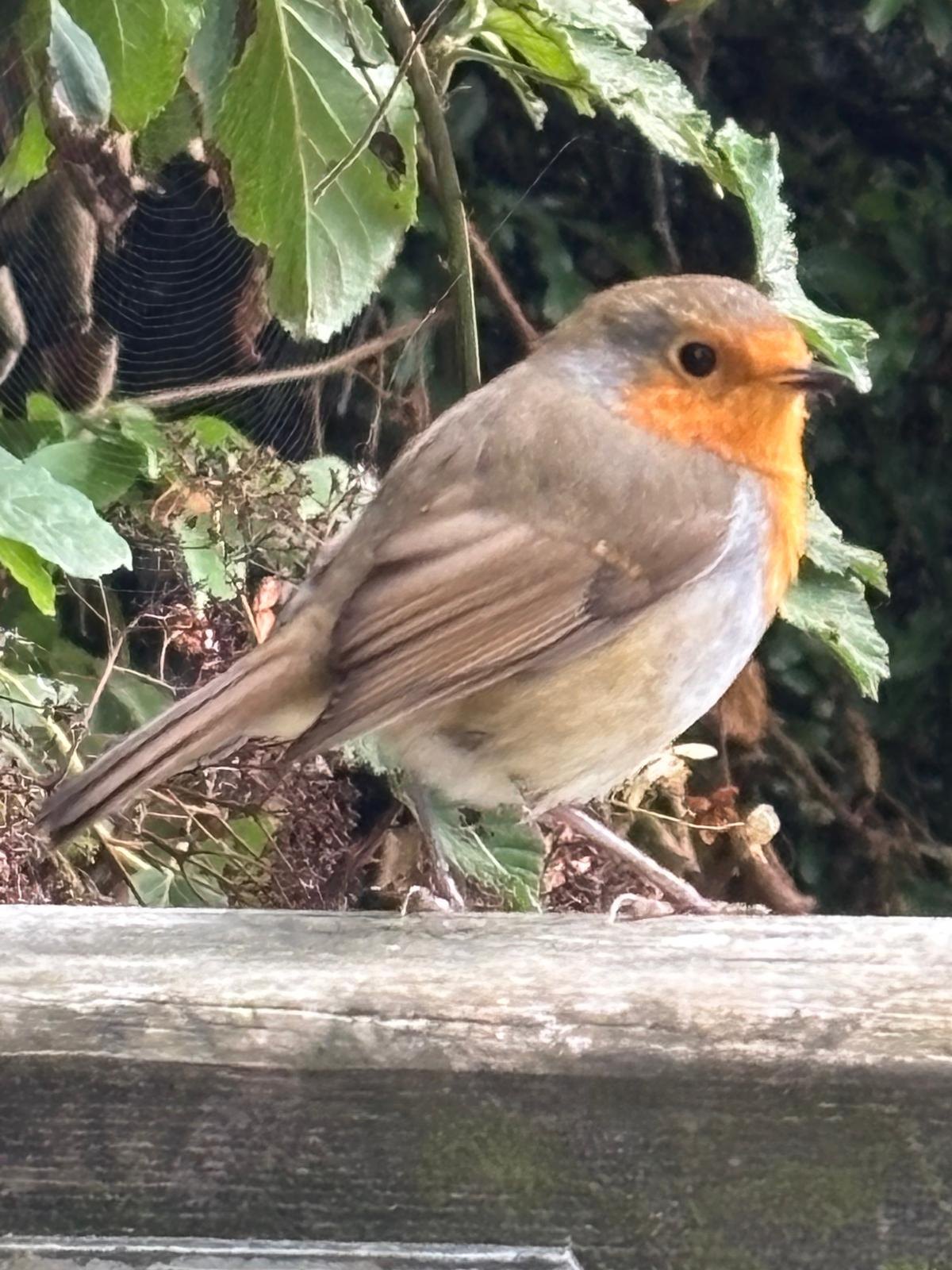A robin resting in the hedgerow in the garden of The Blue Boar Inn
