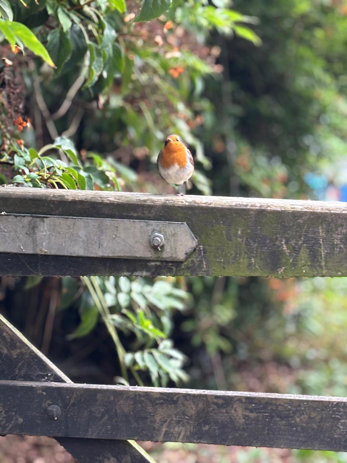 A robin perched on a wooden gate surrounded by greenery